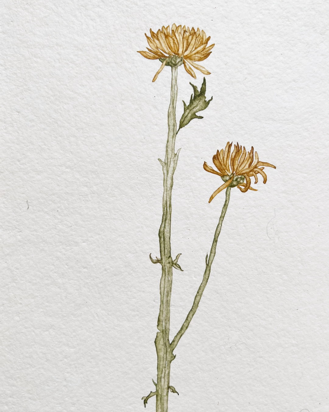 Palette of Petals: A Botanical Cake Decorating and Watercolor Workshop | September 6th @ Martha Mae Studio