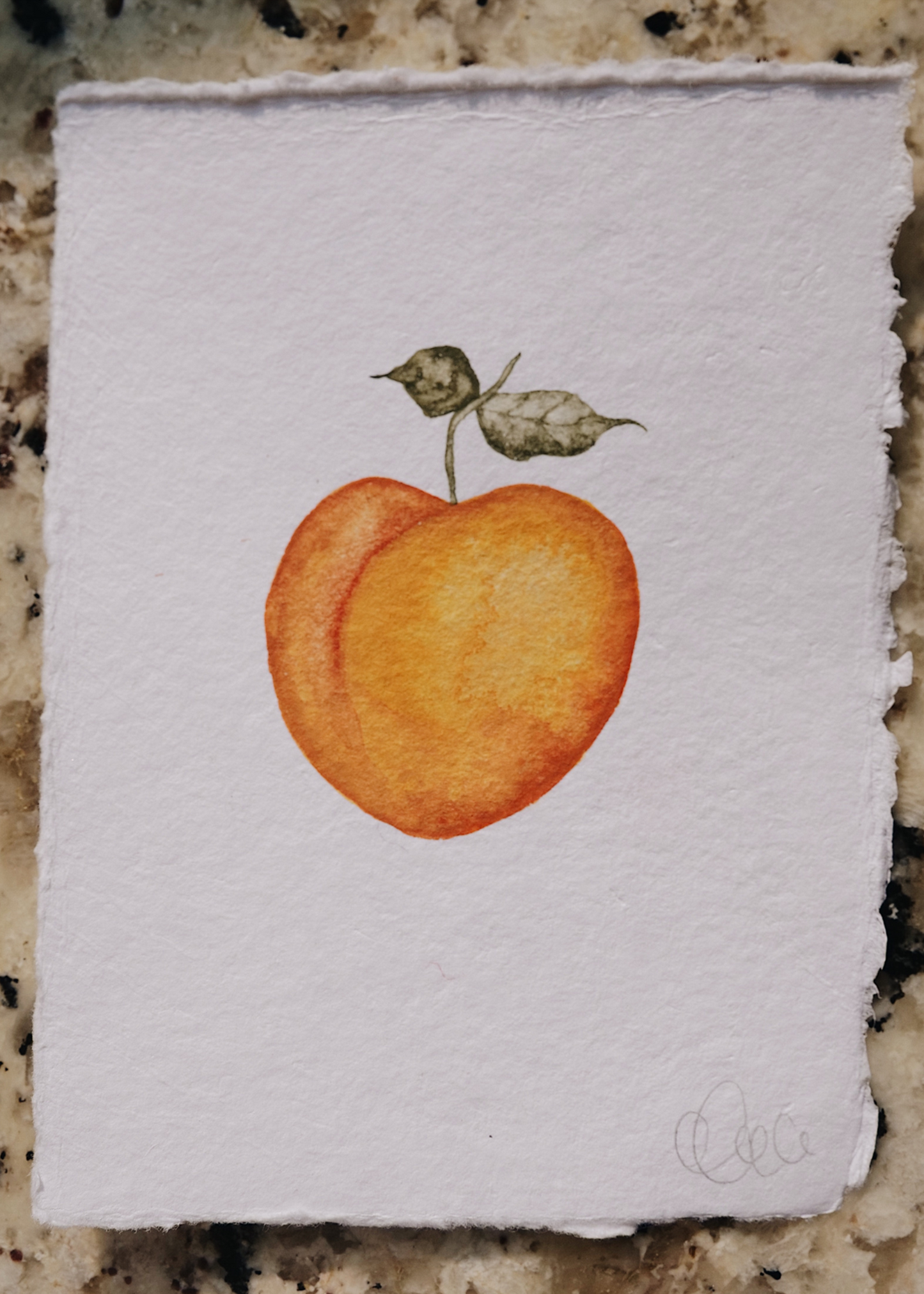 Hand-Painted Apricot | Summer 2023 Fruit Stand